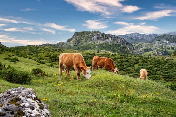 L'art de la photographie au service du monde agricole